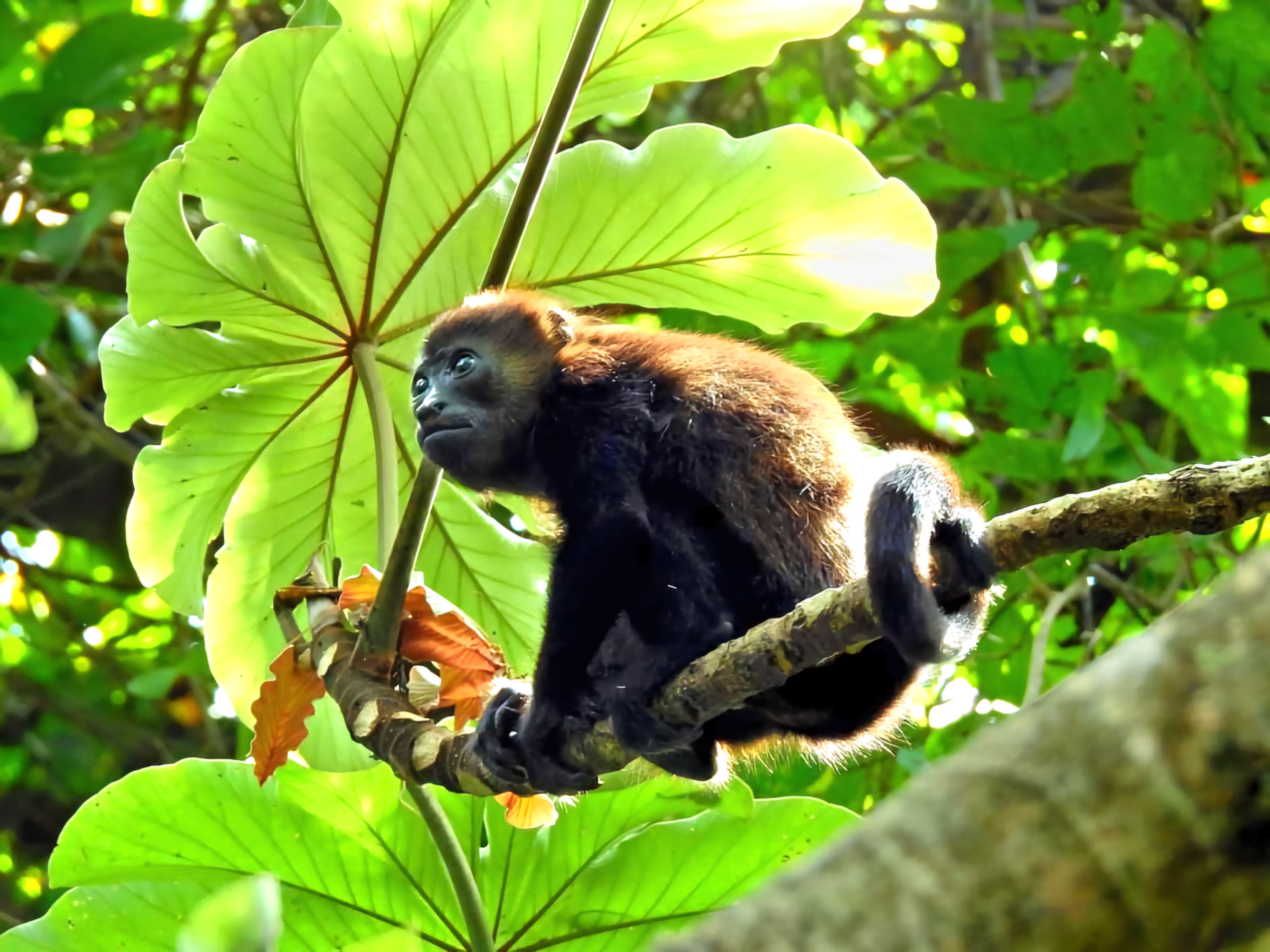 Howler monkey sitting on a branch in the Costa Rica rainforest 